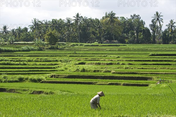 Rice terraces with farmer's wife