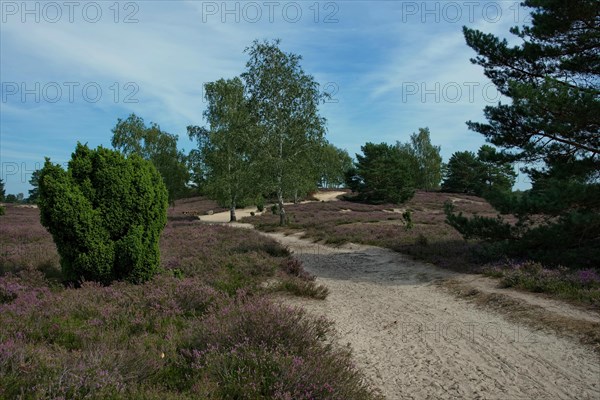 Flowering heather