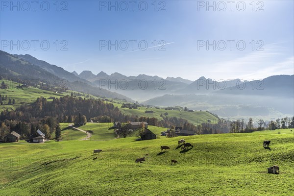 Hilly mountain landscape in Toggenburg with farms and grazing cows