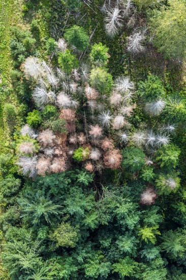 Forest dieback in Black Forest