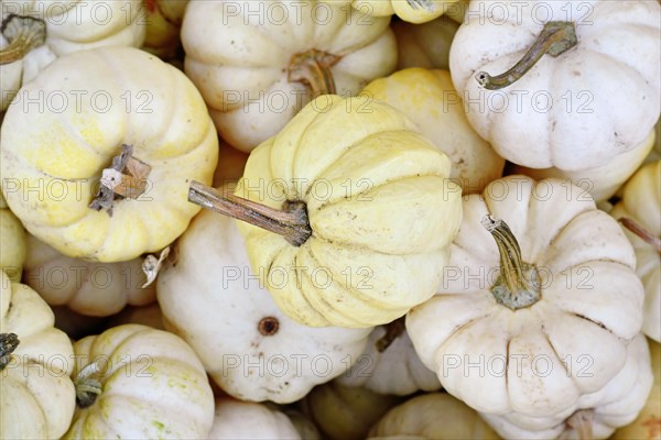 Small white Baby Boo pumpkins in pile
