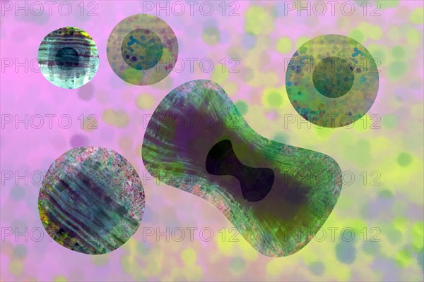 Cell division is a core biological process that ensures the growth and reproduction of all living things. It divides the cytoplasm and other cellular components of the mother cell into two or more daughter cells by creating separate compartments through the retraction of new cell membranes