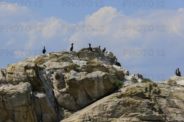 Great cormorant