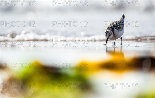 Sanderling