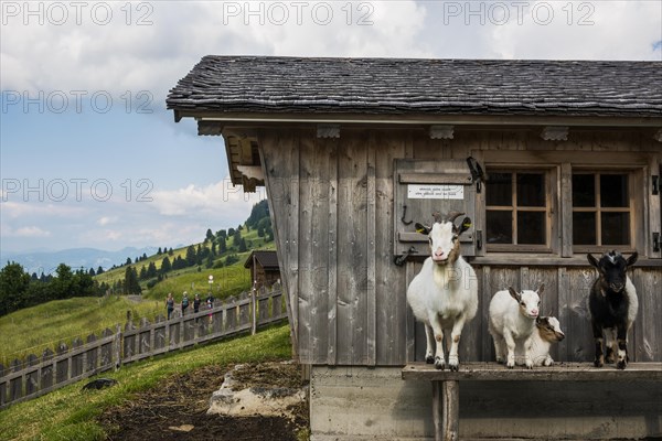 Mountain inn and goats