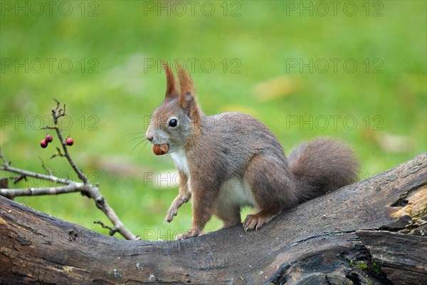 Squirrel with nut in mouth sitting on tree trunk looking left