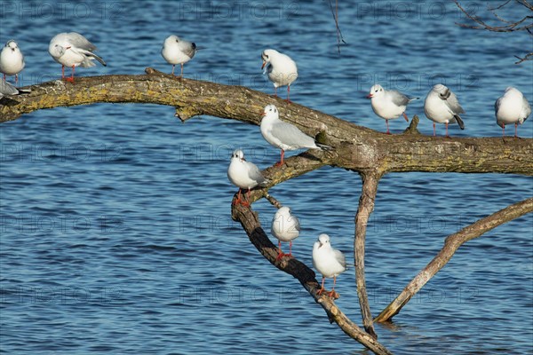Black-headed Black-headed Gull some birds standing on branch in water different sighting