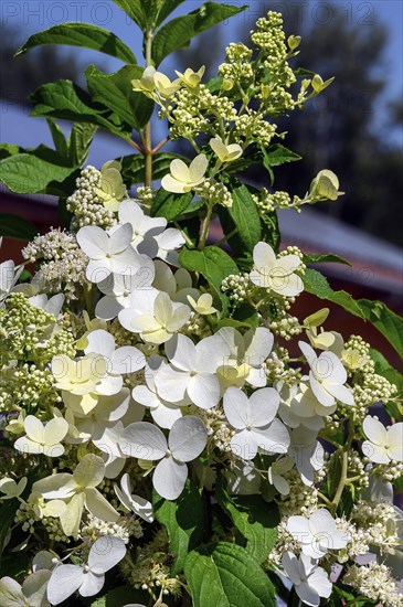 Panicle hydrangea