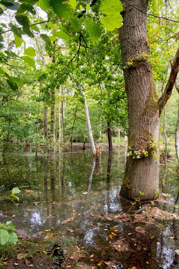 Swamp forest