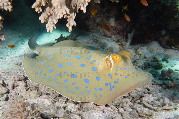 Bluespotted ribbontail ray