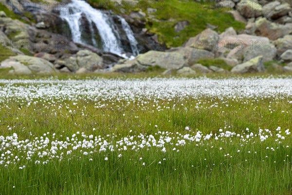 Waterfall and lake with lots of cottongrass