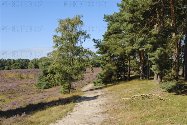 Path through the flowering heathland