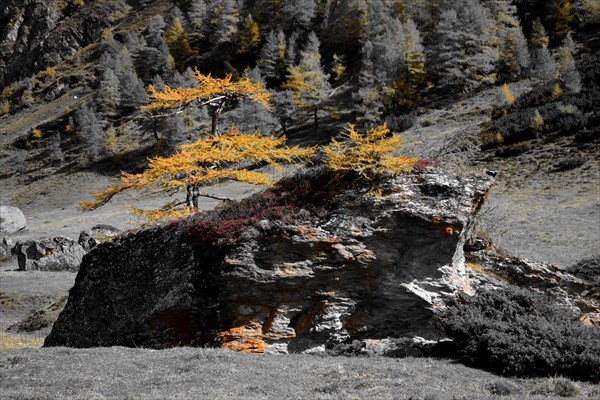 Larch on boulder with yellow coloured needles in autumn