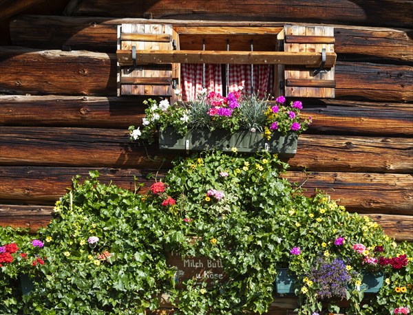 Flower window on the Pitscherbergalm