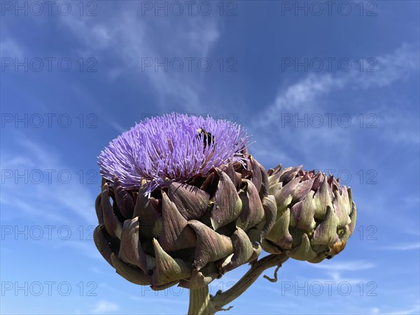 Artichoke