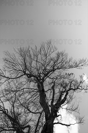 Monochrome