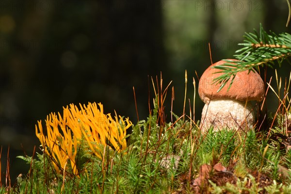 Young edible mushroom of the species orange birch bolete