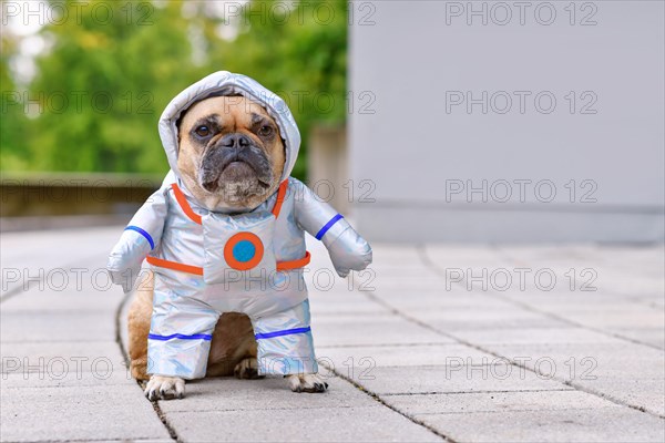 Cute French Bulldog dog wearing funny Halloween astronaut space suit costume with copy space
