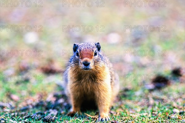 Close up at an curious Columbian ground squirrel