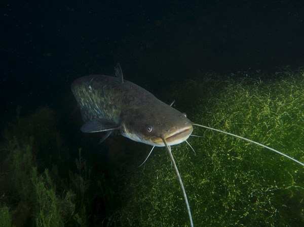 Portrait of catfish