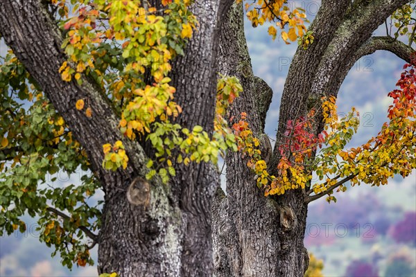 Autumn in the Swabian Alb. Pear tree with colourful foliage