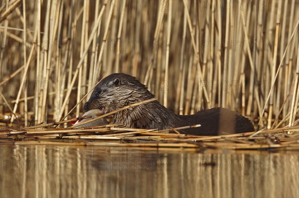 European otter