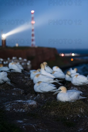 Northern gannet
