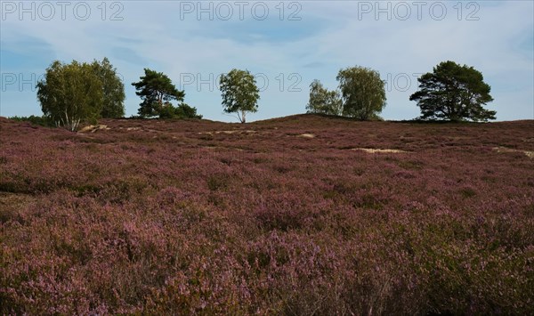 Flowering heather and trees in the Nemitzer Heide near Trebel