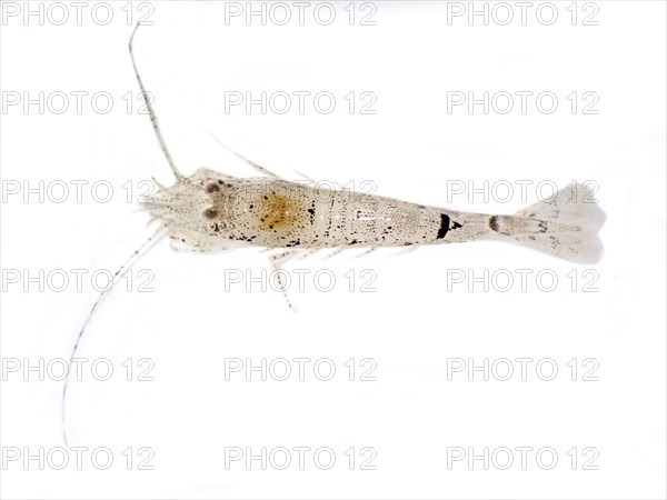 North Sea shrimp