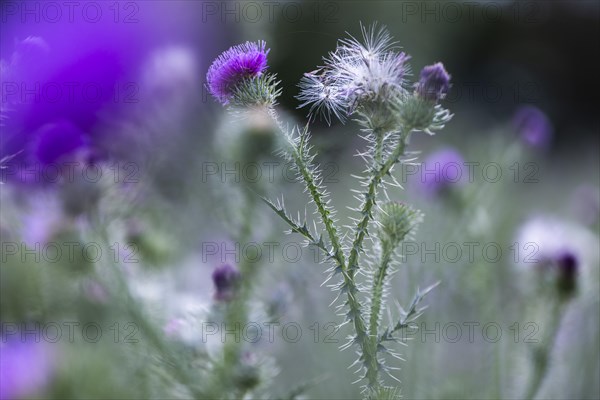 Flowers and seeds of a thistle