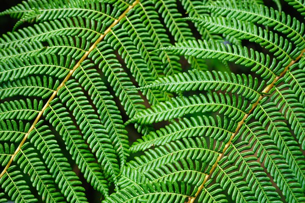 Close up view Sphaeropteris cooperi or Cyathea cooperi lacy tree fern