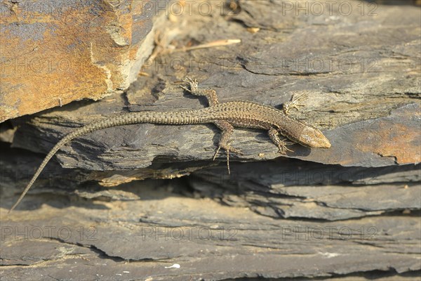 Common wall lizard