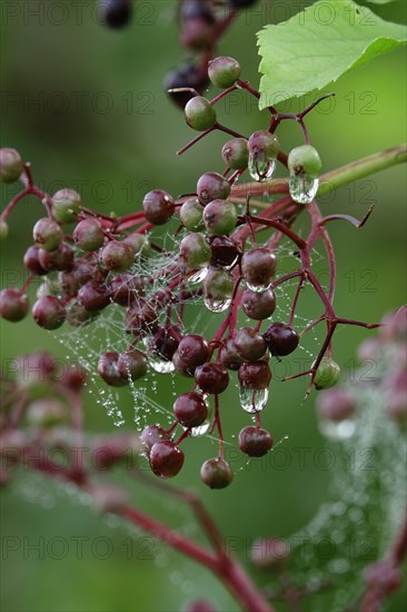 Spider's web with morning dew