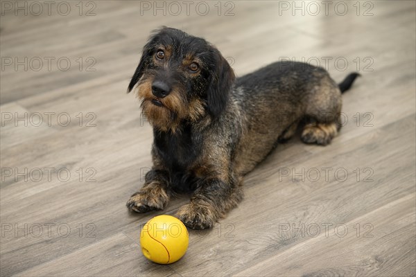 Rough-haired dachshund