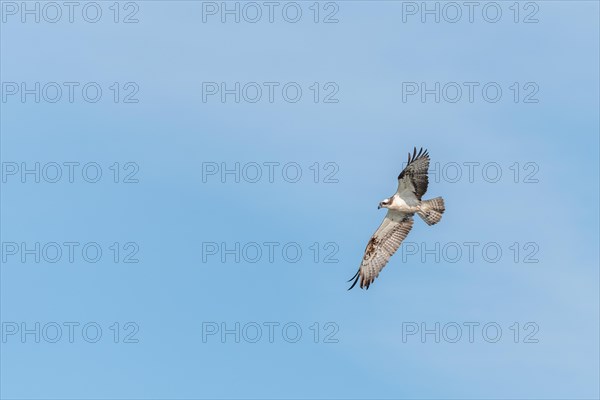 Western osprey