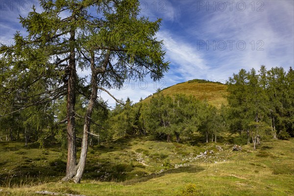 Hiking trail through a lark forest to the Pitscherberg