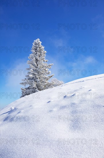 Winter landscape at the Zwoelferhorn with deep snow-covered conifer