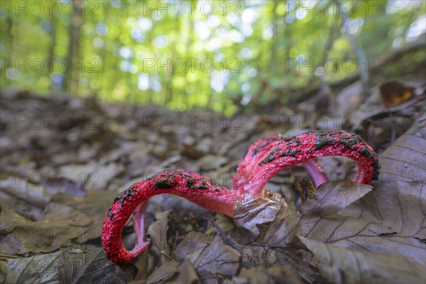 Octopus stinkhorn