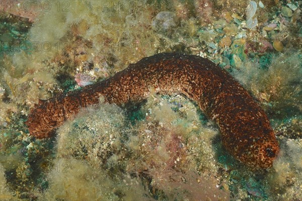 Variable sea cucumber