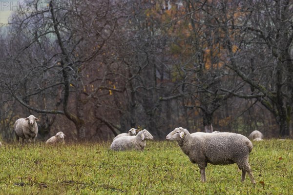 Sheep in a meadow
