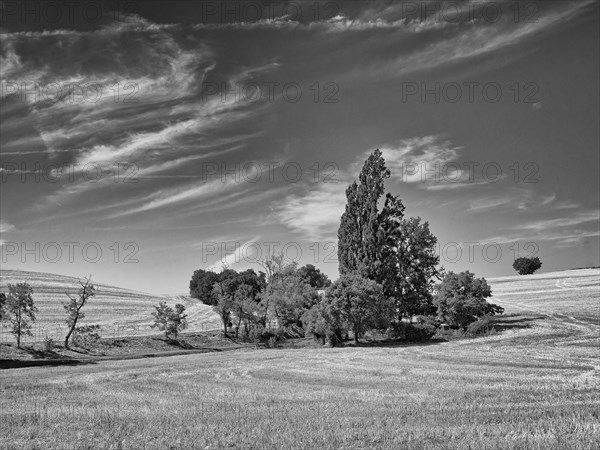 Group of trees on wheat field with cirrus
