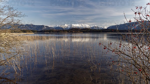 Staffelsee with bushes in the foreground and snow-covered mountains in the background