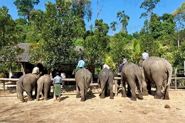 Asian elephant