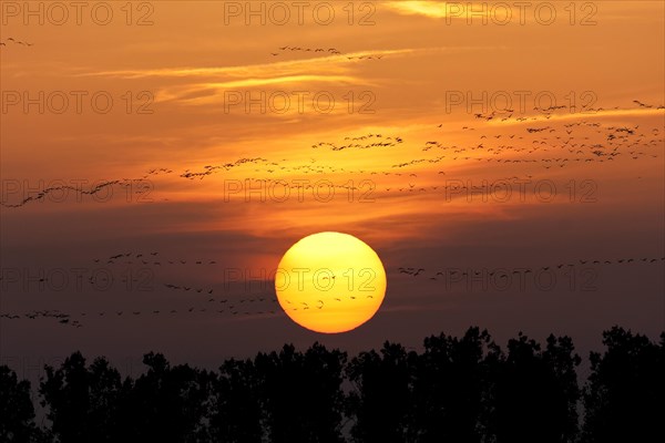 Flocks of cranes in front of sunset