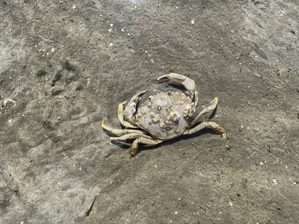 Common shore crab