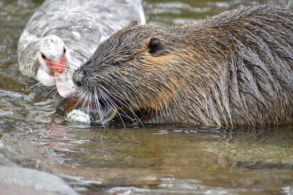 A nutria