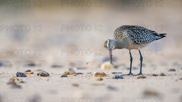 Bar-tailed Godwit