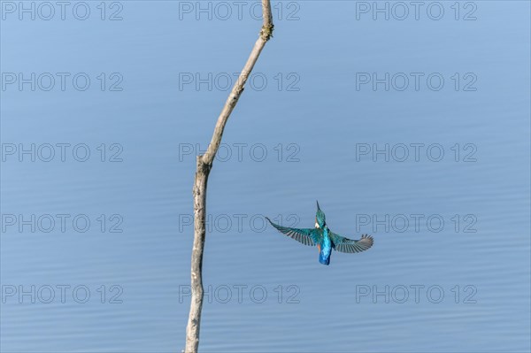 European Kingfisher