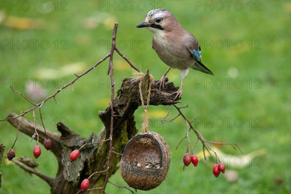Eurasian Jay standing on tree stump with food bowl and red berries