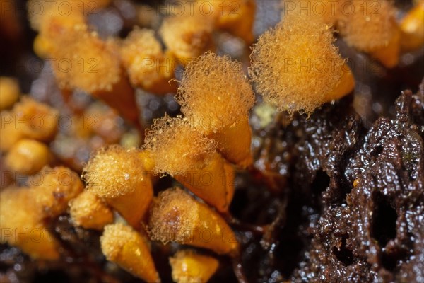 Yellow false hairy mushroom several fruiting bodies with fuzzy stalked yellowish heads next to each other on tree trunk